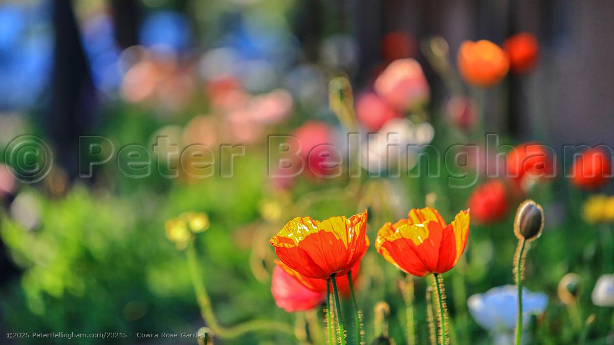 Peter Bellingham Photography Cowra Rose Garden